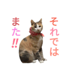 縞三毛猫のくるる（個別スタンプ：24）