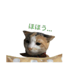 縞三毛猫のくるる（個別スタンプ：25）