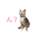 縞三毛猫のくるる（個別スタンプ：26）