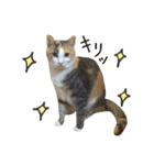 縞三毛猫のくるる（個別スタンプ：29）