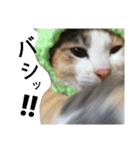 縞三毛猫のくるる（個別スタンプ：30）