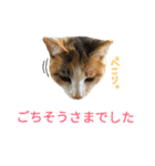 縞三毛猫のくるる（個別スタンプ：31）