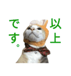縞三毛猫のくるる（個別スタンプ：32）