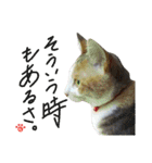 縞三毛猫のくるる（個別スタンプ：33）