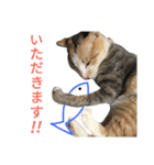 縞三毛猫のくるる（個別スタンプ：34）
