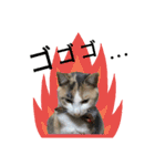 縞三毛猫のくるる（個別スタンプ：35）