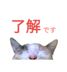 縞三毛猫のくるる（個別スタンプ：36）