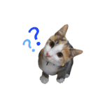 縞三毛猫のくるる（個別スタンプ：37）