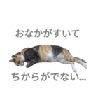 縞三毛猫のくるる（個別スタンプ：38）