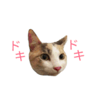 縞三毛猫のくるる（個別スタンプ：39）