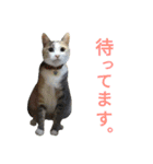 縞三毛猫のくるる（個別スタンプ：40）
