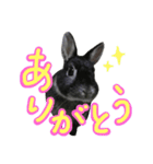 うさぎのむぎちゃん！（個別スタンプ：2）