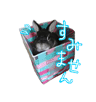 うさぎのむぎちゃん！（個別スタンプ：3）