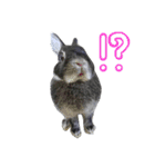 うさぎのむぎちゃん！（個別スタンプ：5）