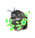 うさぎのむぎちゃん！（個別スタンプ：9）