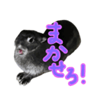 うさぎのむぎちゃん！（個別スタンプ：10）