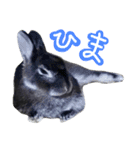 うさぎのむぎちゃん！（個別スタンプ：14）