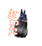 うさぎのむぎちゃん！（個別スタンプ：16）
