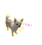 チワワのアムくん（個別スタンプ：2）