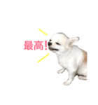 チワワのアムくん（個別スタンプ：3）