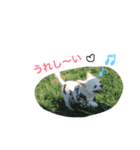 チワワのアムくん（個別スタンプ：12）