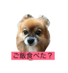 りえなの日常会話（個別スタンプ：1）