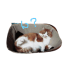我が家のチョコ＆ミルク（個別スタンプ：1）