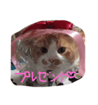 我が家のチョコ＆ミルク（個別スタンプ：6）