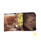 我が家のチョコ＆ミルク（個別スタンプ：7）