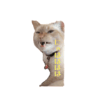 ~猫耳 モフ子~（個別スタンプ：2）