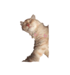 ~猫耳 モフ子~（個別スタンプ：3）