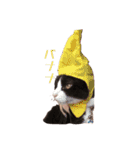 ~猫耳 モフ子~（個別スタンプ：4）
