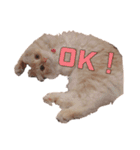 ~猫耳 モフ子~（個別スタンプ：5）