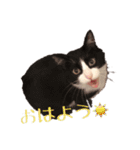 ~猫耳 モフ子~（個別スタンプ：8）