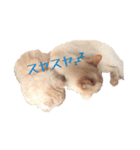 ~猫耳 モフ子~（個別スタンプ：10）