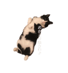 ~猫耳 モフ子~（個別スタンプ：12）