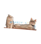 ~猫耳 モフ子~（個別スタンプ：13）