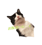 ~猫耳 モフ子~（個別スタンプ：14）