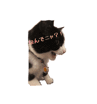 ~猫耳 モフ子~（個別スタンプ：16）