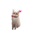 ~猫耳 モフ子~（個別スタンプ：17）