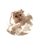 ~猫耳 モフ子~（個別スタンプ：18）