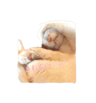 ~猫耳 モフ子~（個別スタンプ：20）