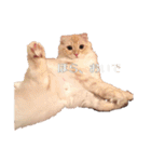 ~猫耳 モフ子~（個別スタンプ：24）