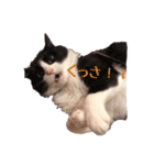 ~猫耳 モフ子~（個別スタンプ：25）