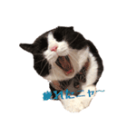 ~猫耳 モフ子~（個別スタンプ：28）