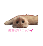 ~猫耳 モフ子~（個別スタンプ：29）