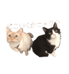~猫耳 モフ子~（個別スタンプ：30）