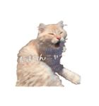 ~猫耳 モフ子~（個別スタンプ：31）