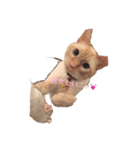 ~猫耳 モフ子~（個別スタンプ：32）