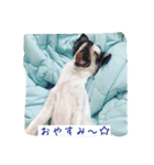 ジャックラッセルとチワワの一言スタンプ（個別スタンプ：2）